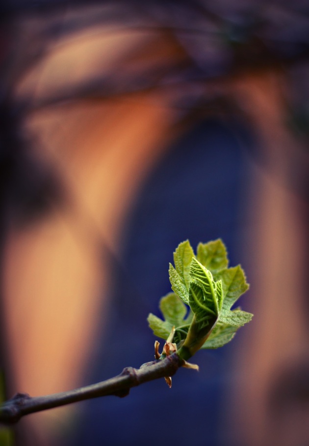 Green spring fig leaves against a blurred background of a church window stretching upwards blue.